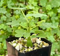 Image result for Adenia glauca