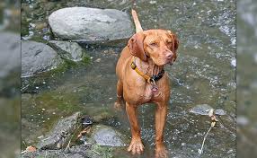 Minimum of 25 dogs earning titles with a minimum of 15 being prefix titles. Vizsla Dog Breed Information Temperament Facts Petmoo