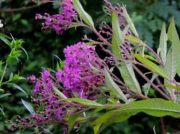 Image result for Vernonia nepetifolia