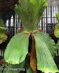 Image result for Platycerium elephantotis