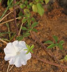 Image result for Ipomoea pes-tigridis