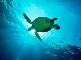 sea turtle wallpaper 4525 1600x1200px