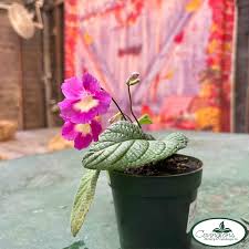 Image result for Streptocarpus