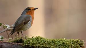 Des chercheurs ont constaté que les espèces possédant de grands yeux. Oiseaux Qui Chante Youtube