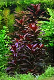 Image result for Ludwigia