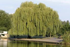 While the tree is young, prune it so that there is only one central leader. Pin On Escape To Willow Cottage