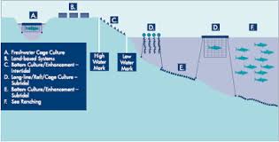 Fish Farming Fish Farming Aquaponic Gardening Aquaculture