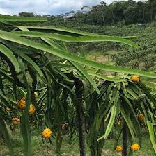 Check spelling or type a new query. How To Grow Dragon Fruit These Are Our Steps