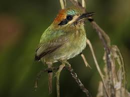 List Birds That Start With B Tody Motmot National Animal Animals Wild Animals Pictures