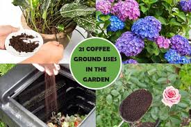 Check spelling or type a new query. 21 Interesting Ways To Use Coffee Grounds In The Garden Gardenoid