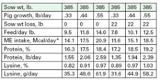 Feeding The Lactating Sow Hogs Pigs And Pork