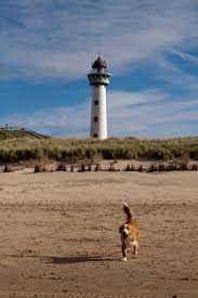 Mogen honden nu eigenlijk loslopen op het strand? Honden Losloopgebieden