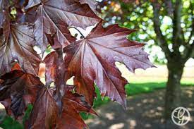 Acer Platanoides Norway Maple Trees Tree Catalog Garden Gate Trees