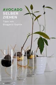 Immer Wieder Werde Ich Gefragt Wie Ich Es Schaffe Es Gefragt Ich Immer Manager Schaffe Werde Wie Avocado Pflanze Avocado Baum Avocadobaum Ziehen