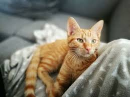 Which signs will tell if a cat is pregnant? How Long Cats Stay In Heat