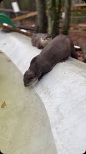 After a cleaning, Marty & Turnip play in their pond while it fills up!