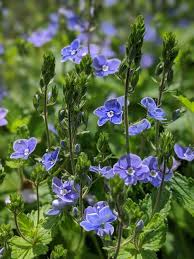 Image result for Plantaginaceae