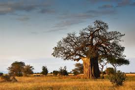 Image result for Adansonia digitata