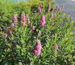 Image result for Spiraea billardii