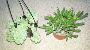 How To Quickly Root Propagate Succulents From Leaves Succulent Landscaping Propagate Succulents From Leaves Propagating Succulents