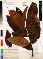 Image result for Funtumia africana