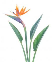 Bird Of Paradise Plant Watercolor Similar Images To 165410544 Watercolor Bird Of Paradise Flowers Isolated On White Background Paradise Flowers Watercolor Bird Paradise Painting