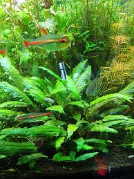 Cryptocoryne wendtii, the wendt's water trumpet, is a species of herb which is a popular aquarium plant which is native to sri lanka. Cryptocoryne Wendtii Green Live Aquarium Plant Liquid Creations