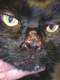 Your veterinary questions answered online in minutes. Dermatology Clinic For Animals Feline Herpes Virus Dermatitis In Tacoma Wa Dermatology Clinic For Animals