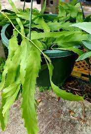 The main difference between thanksgiving, christmas cactus, and easter cactus is the time of bloom. Lepismium Houletianum Orchid Cactus Rhipsalis Epiphyllum Like Christmas Cactus Rare Succulent Plant 3 Pot Size Rare Succulents Orchid Cactus Planting Succulents