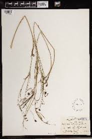 Image result for Argyrolobium tomentosum