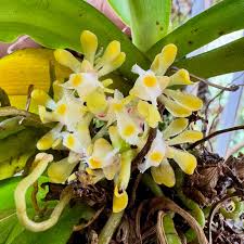 Image result for Calyptrochilum christyanum
