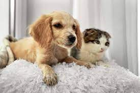 You can see an example above of a typical profile of a pet sitter. Overnight Pet Sitting Scamps And Champs