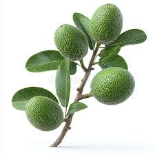 Image result for Sapotaceae