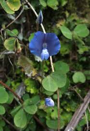 Image result for Stathmostelma pauciflorum