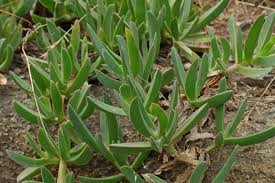 Image result for Carpobrotus