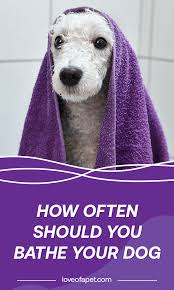 Bathing should be part of a regular grooming routine, which is different than a human's routine. How Often Should You Bathe Your Dog Love Of A Pet Your Dog Dog Bath Dogs