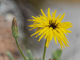 Image result for Pseudopodospermum hispanicum