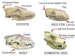 Identify This Skull Page 2 Dog Skull Fox Skull Wolf Skull