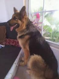 2 males / 3 females. Extra Large Giant German Shepherd Puppies Akc For Sale In San Antonio Texas Classified Americanlisted Com