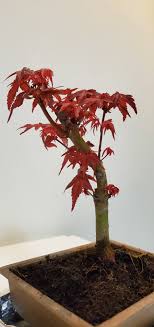 Buy japanese maple bonsais and get the best deals at the lowest prices on ebay! Japanese Maple Bonsai Red Leaves Turning Green With Brown Tips Bonsai Forum Bonsai Empire