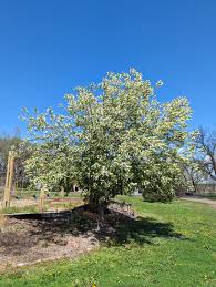 Image result for Prunus