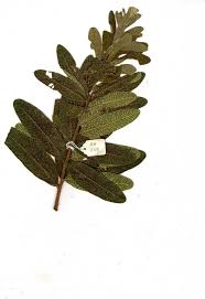 Image result for Ozoroa nitida