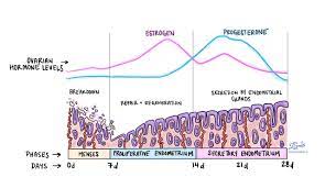 Secretory Endometrium Mypathologyreport Ca