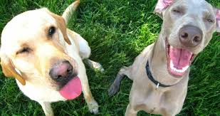 Professor Greg Bryant in the News! NPR: Dozens Of Animals Laugh Too, Study  Shows