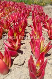 Check spelling or type a new query. Crassula Capitella Subsp Thyrsiflora Red Pagoda Plant Buy Seeds At Rarepalmseeds Com