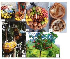 Image result for Scepocarpus trinervis