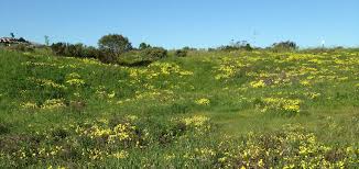 California native shrub yellow flowers. What S The Little Yellow Flower That S Everywhere Right Now