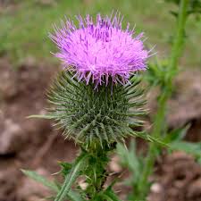Image result for Cirsium