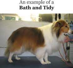 Maybe you would like to learn more about one of these? Dog Grooming