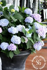 Planting Hydrangeas In Pots And Urns Stonegable Planting Hydrangeas Growing Hydrangeas Hydrangea Potted